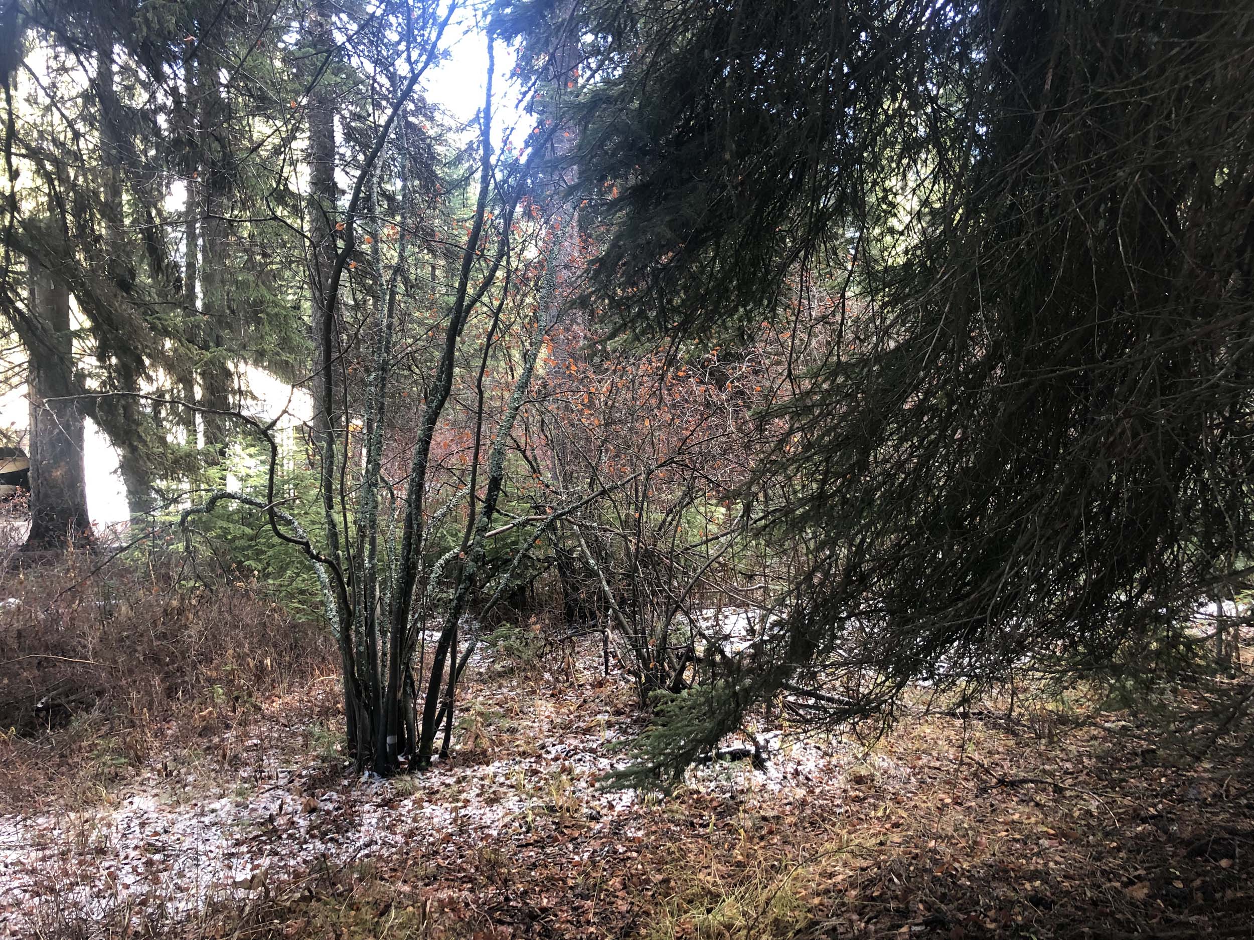 Cascade Lake Realty Bare Land 76K to 129.9K